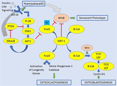 Insulin/IGF-1R, SIRT1, and FOXOs Pathways—An Intriguing Interaction Platform for Bone and Osteosarcoma